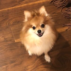 Meet your Posher, Shilo